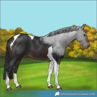 Horse Color:Brown Tobiano 