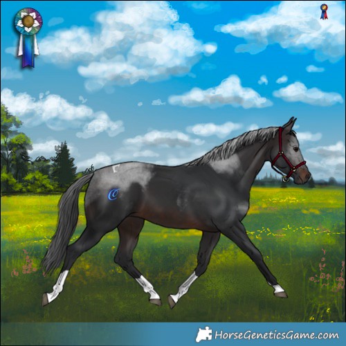 Horse Color:Brown Tobiano 