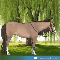 Horse Color:Amber Champagne