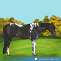 Horse Color:Brown Tobiano 
