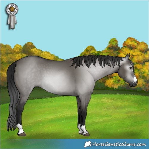 Horse Color:Gray Grullo