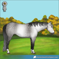 Horse Color:Gray Grullo 
