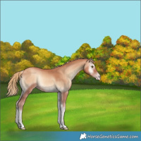 Horse Color:Gold Champagne Onyx Rabicano 