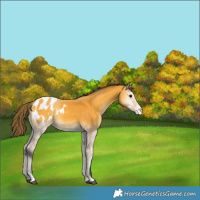 Horse Color:Buckskin Onyx Appaloosa 