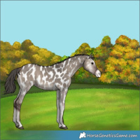 Horse Color:Grullo Onyx Appaloosa 