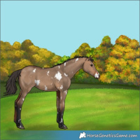 Horse Color:White Spotted Bay Dun