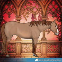 Horse Color:Red Dun Splash