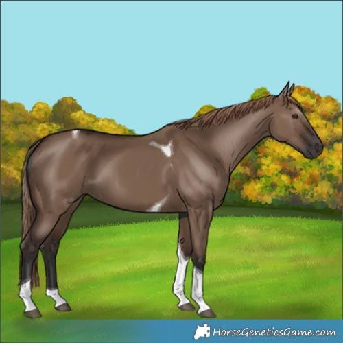 Horse Color:Liver Red Dun Tobiano 