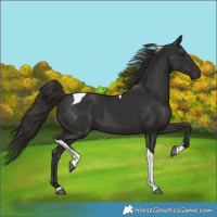 Horse Color:Liver Chestnut Tobiano 