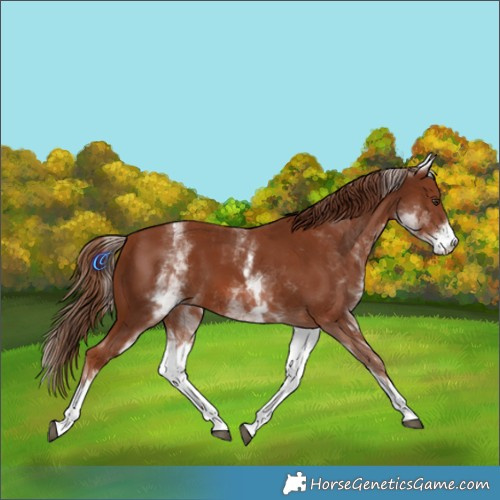 Horse Color:White Spotted Chestnut 