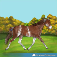 Horse Color:White Spotted Chestnut