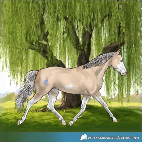 Horse Color:Silver Classic Champagne Dun Splash Frame 
