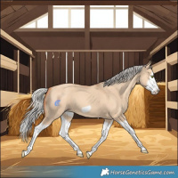 Horse Color:Silver Classic Champagne Dun Splash Frame 