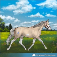 Horse Color:Silver Classic Champagne Dun Splash Frame