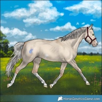 Horse Color:Silver Classic Champagne Dun Splash Frame 