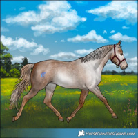 Horse Color:Gray Red Roan 