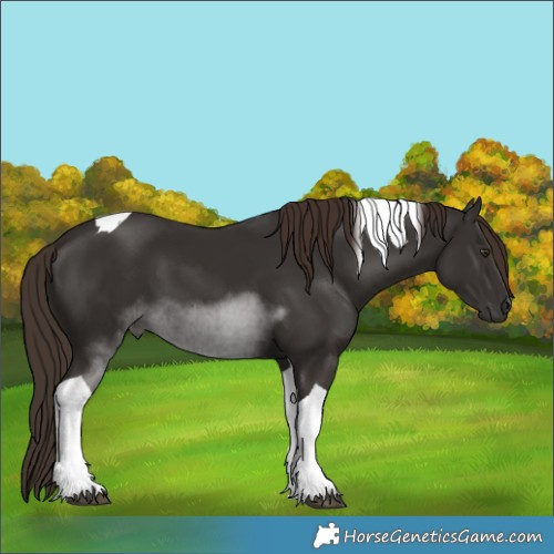 Horse Color:Liver Chestnut Tobiano 