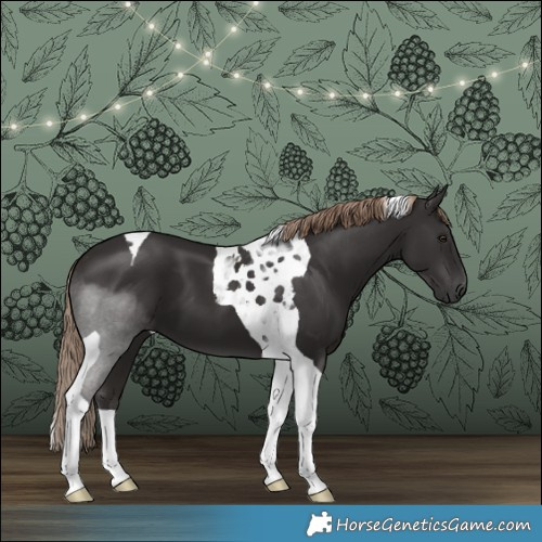 Horse Color:Liver Chestnut Tobiano 