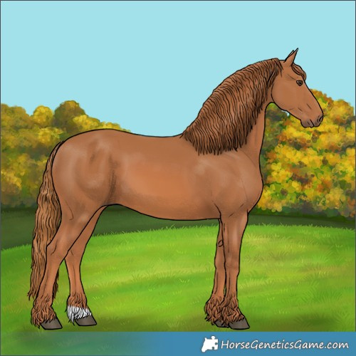 Horse Color:Chestnut 