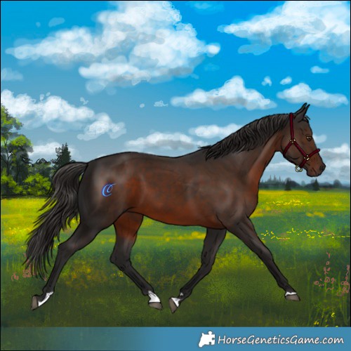 Horse Color:Liver Chestnut 