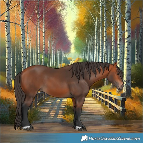 Horse Color:Bay 