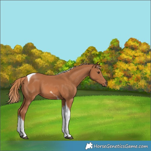 Horse Color:Chestnut Tobiano 