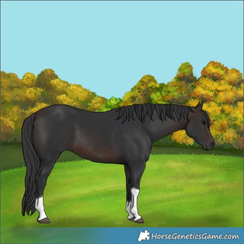 Horse Color:Brown Tobiano 