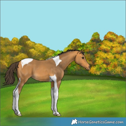 Horse Color:Buckskin Tobiano