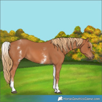 Horse Color:White Spotted Chestnut 