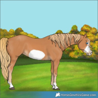 Horse Color:Chestnut Frame 