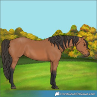 Horse Color:Bay Rabicano 