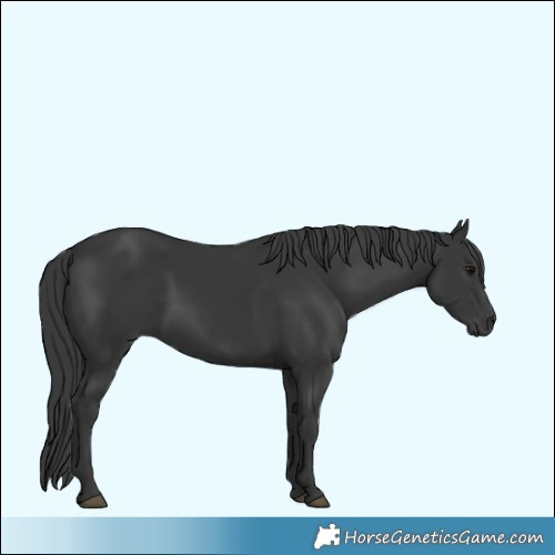 Horse Color:Black 
