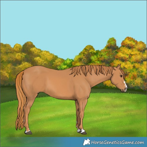 Horse Color:Chestnut 