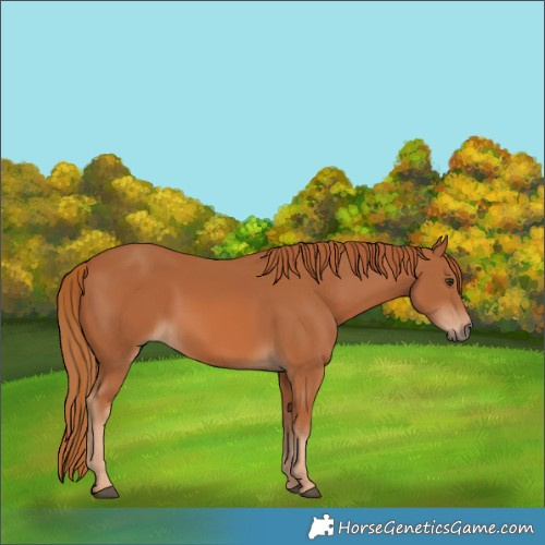 Horse Color:Chestnut 