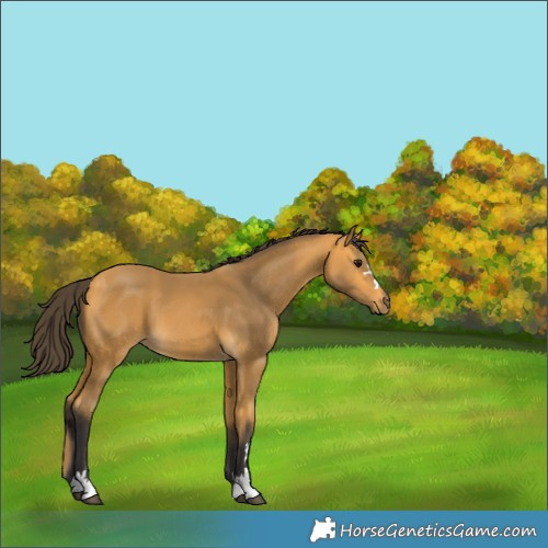 Horse Color:Buckskin 