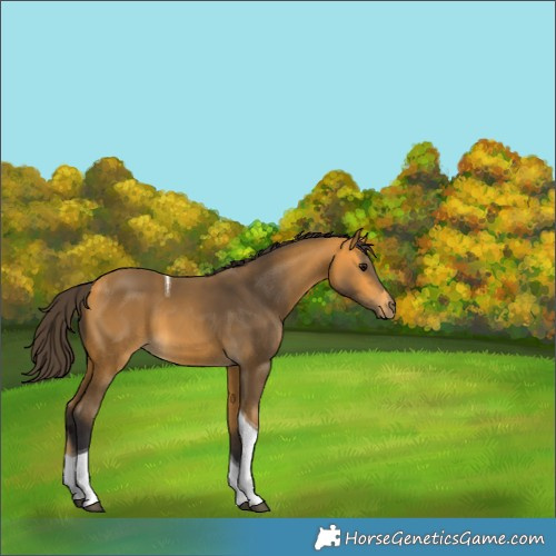 Horse Color:Buckskin Tobiano 