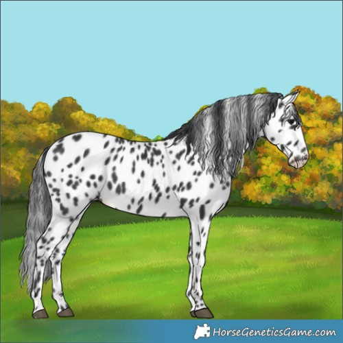 Horse Color:Black Appaloosa 