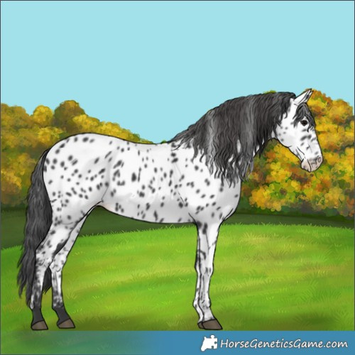 Horse Color:Black Appaloosa 