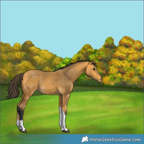 Horse Color:Buckskin Tobiano