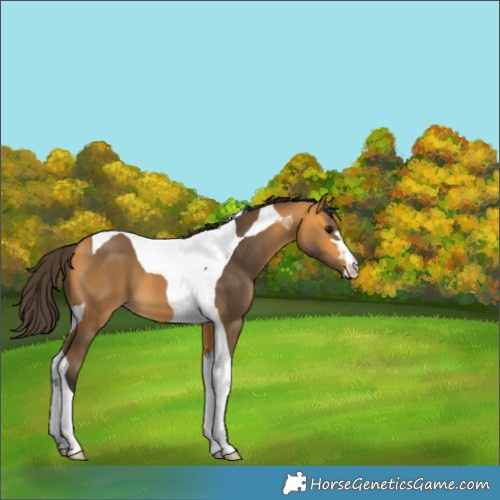 Horse Color:Buckskin Tobiano 