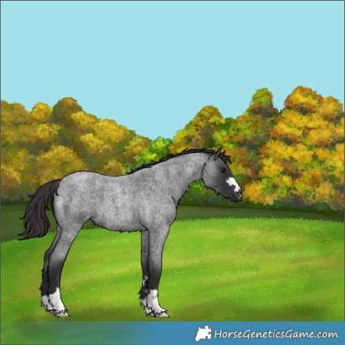 Horse Color:Smoky Blue Roan 
