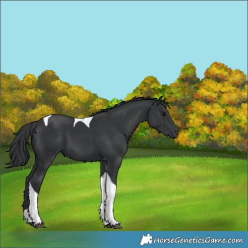 Horse Color:Black Tobiano