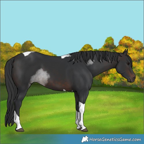 Horse Color:Brown Tobiano 