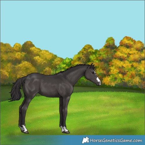 Horse Color:Smoky Black 