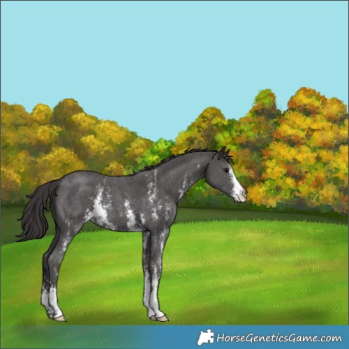Horse Color:Smoky Black Sabino