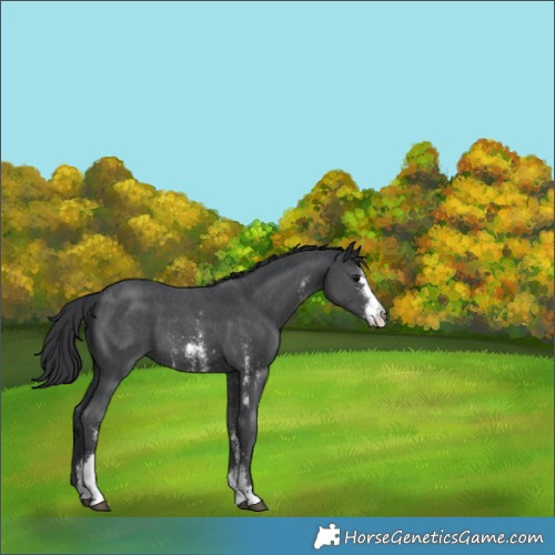 Horse Color:Black Sabino