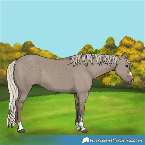 Horse Color:Silver Grullo 