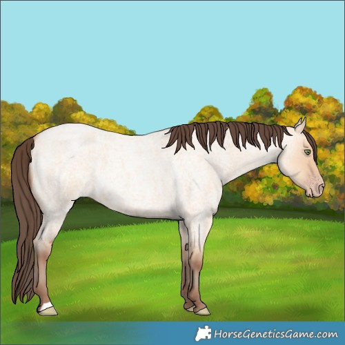 Horse Color:Amber Champagne Roan Dun 