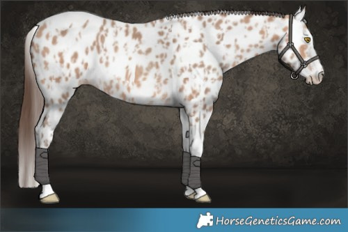 Horse Color:Amber Champagne Sabino Tobiano Appaloosa  and Amber Champagne Sabino Splash Tobiano Appaloosa 
