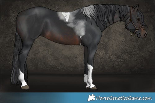 Horse Color:Brown Tobiano 